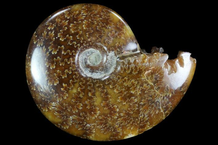 Polished, Agatized Ammonite (Cleoniceras) - Madagascar #97232